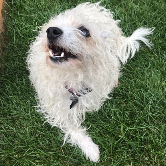 Meet your Posher, Gabriel - Picture 1 of 1